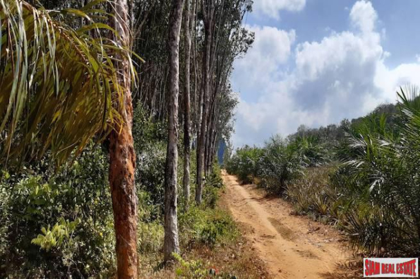 Rubber Plantation on over 6 Rai of Land for Sale in Krabi-6