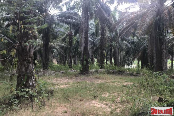 Large 10 Rai Palm Plantation for Sale in Krabi, Southern Thailand-1