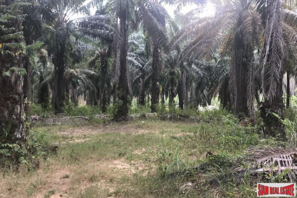 Large 10 Rai Palm Plantation for Sale in Krabi, Southern Thailand-2