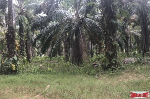 Large 10 Rai Palm Plantation for Sale in Krabi, Southern Thailand-3