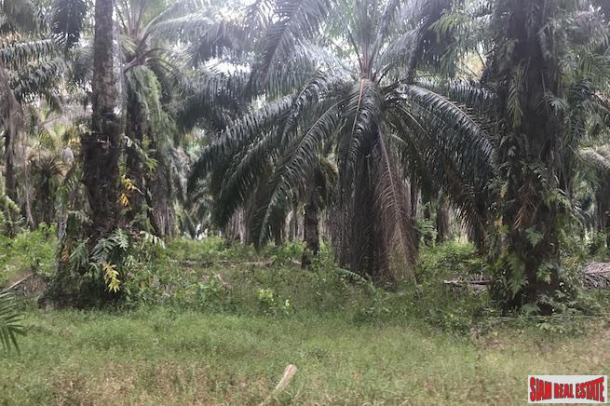 Large 10 Rai Palm Plantation for Sale in Krabi, Southern Thailand-4