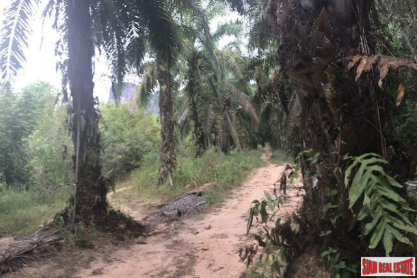 Large 10 Rai Palm Plantation for Sale in Krabi, Southern Thailand-5