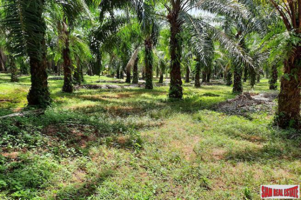 Large Land Plot  in Quiet Nong Thaley Area for Sale with Palm Tree Plantation-2