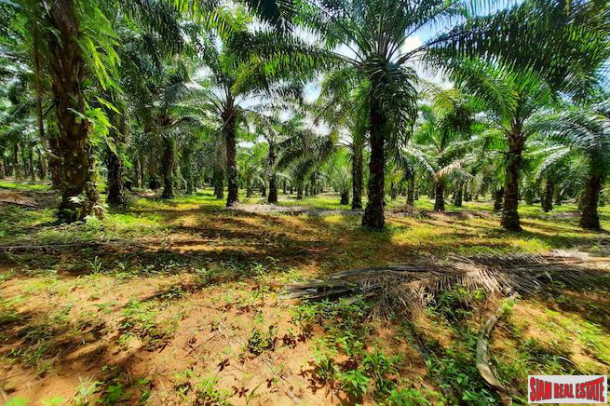 Large Land Plot  in Quiet Nong Thaley Area for Sale with Palm Tree Plantation-3