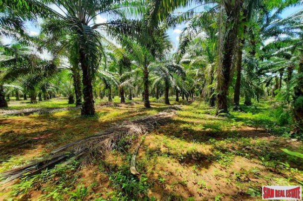 Large Land Plot  in Quiet Nong Thaley Area for Sale with Palm Tree Plantation-4