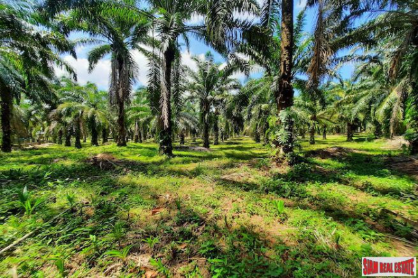 Large Land Plot  in Quiet Nong Thaley Area for Sale with Palm Tree Plantation-6