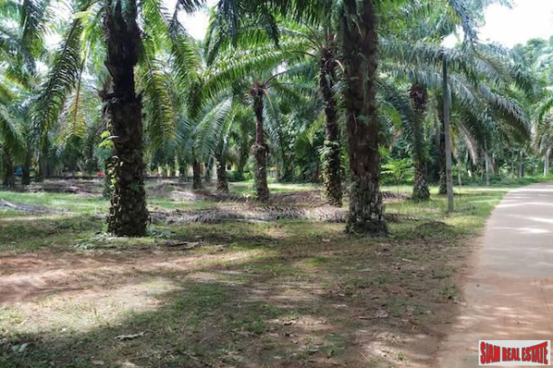 Large Land Plot  in Quiet Nong Thaley Area for Sale with Palm Tree Plantation-8