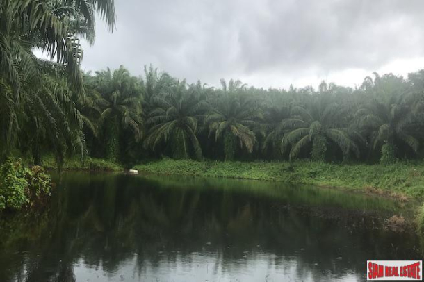 Over 204 Rai of Land for sale With Large Palm Farm in Takua Thung, Phang Nga-1