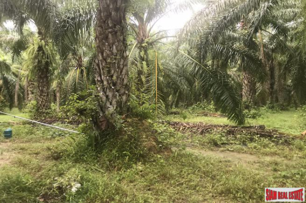 Over 204 Rai of Land for sale With Large Palm Farm in Takua Thung, Phang Nga-2