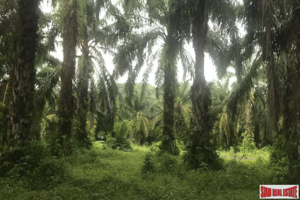 Over 204 Rai of Land for sale With Large Palm Farm in Takua Thung, Phang Nga-3