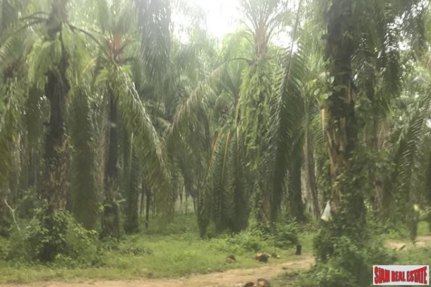 Over 204 Rai of Land for sale With Large Palm Farm in Takua Thung, Phang Nga-4