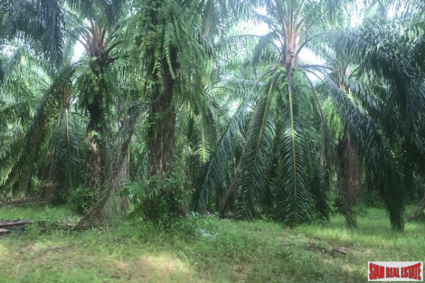 Over 204 Rai of Land for sale With Large Palm Farm in Takua Thung, Phang Nga-5