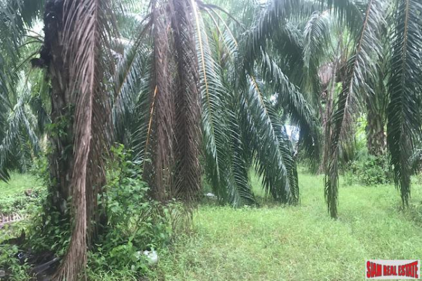 Over 204 Rai of Land for sale With Large Palm Farm in Takua Thung, Phang Nga-6