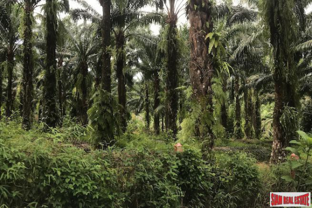 Ten Rai + Land Plot with Palm Plantation and Near Phang Nga Town-3