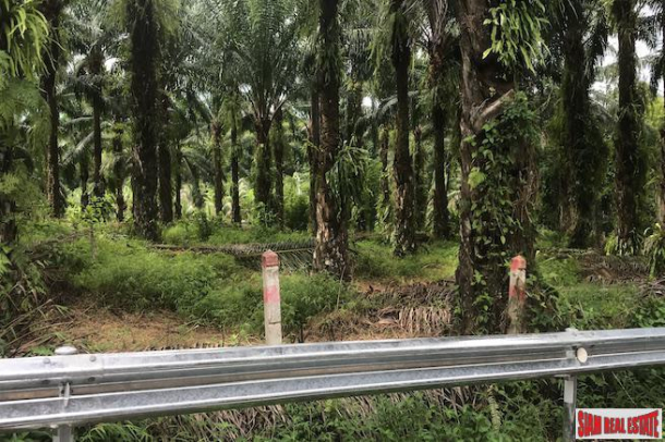 Ten Rai + Land Plot with Palm Plantation and Near Phang Nga Town-5