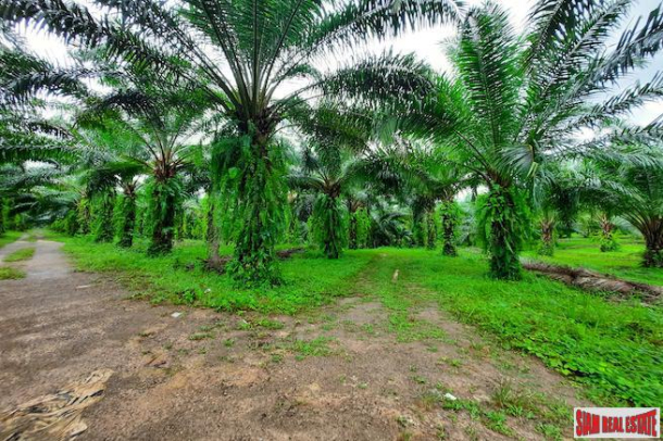 Over 111 Rai of Land with Large Palm Plantation for Sale in Ao Leuk, Krabi-1