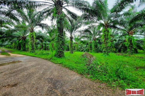 Over 111 Rai of Land with Large Palm Plantation for Sale in Ao Leuk, Krabi-10