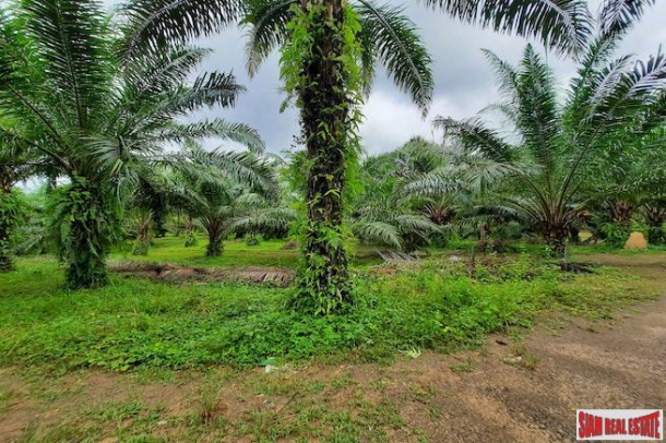 Over 111 Rai of Land with Large Palm Plantation for Sale in Ao Leuk, Krabi-11