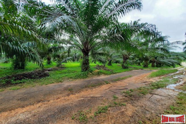 Over 111 Rai of Land with Large Palm Plantation for Sale in Ao Leuk, Krabi-5