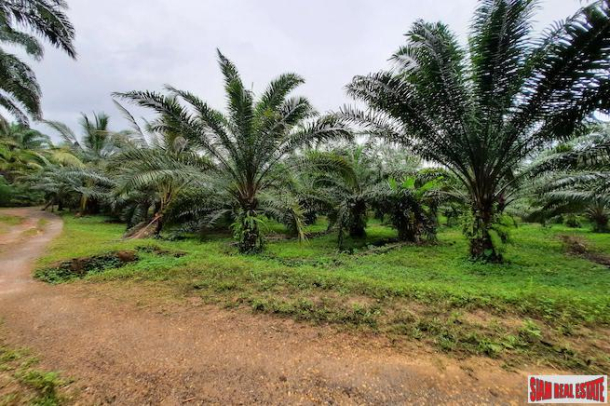 Over 111 Rai of Land with Large Palm Plantation for Sale in Ao Leuk, Krabi-6