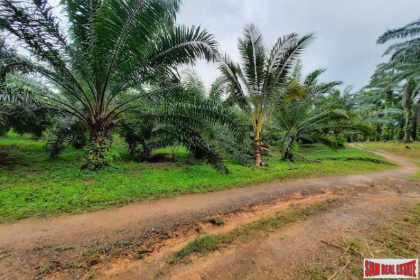 Over 111 Rai of Land with Large Palm Plantation for Sale in Ao Leuk, Krabi-7