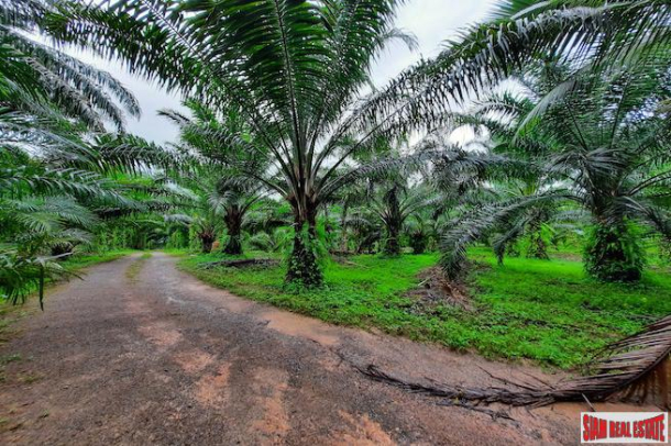 Over 111 Rai of Land with Large Palm Plantation for Sale in Ao Leuk, Krabi-8