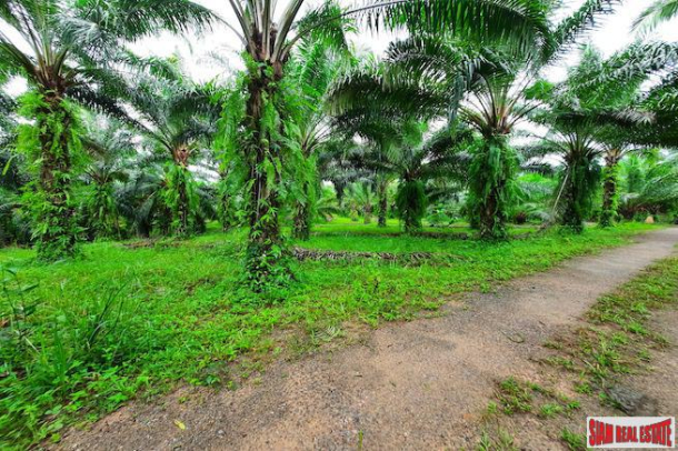 Over 111 Rai of Land with Large Palm Plantation for Sale in Ao Leuk, Krabi-9