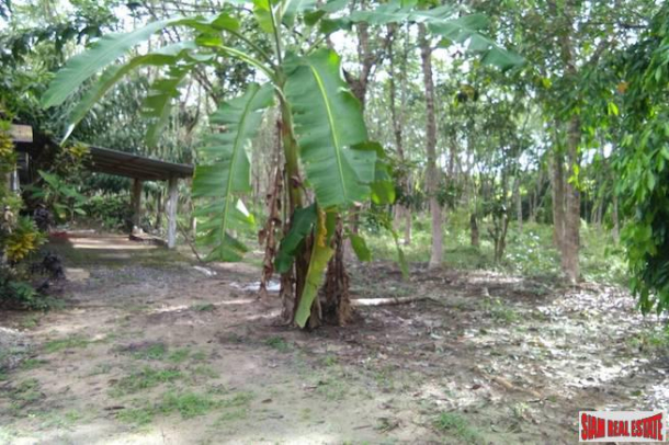 Land for Sale Near Tay Muang Beach and Old Town with Rubber and Fruit Trees-5