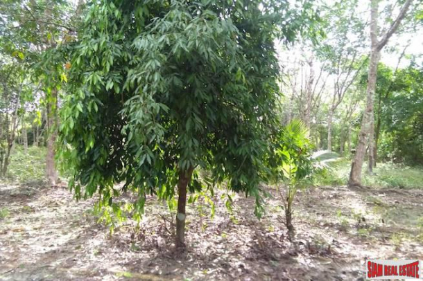 Land for Sale Near Tay Muang Beach and Old Town with Rubber and Fruit Trees-6