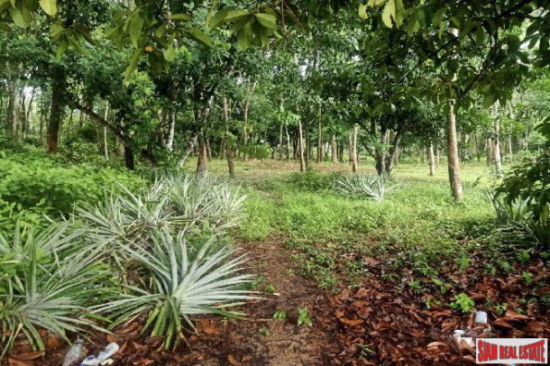 Green Tropical Land Plot with Fruit Trees and Rubber Plantation for Sale in Tay Muang-2