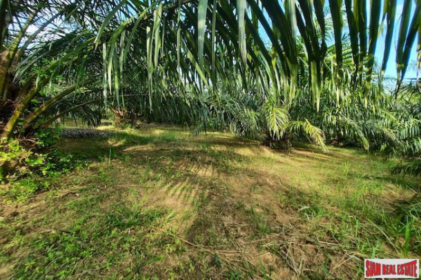 Nice Hillside Land Plot for Sale with Palm Trees in Ao Nang-1