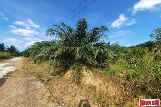 Nice Hillside Land Plot for Sale with Palm Trees in Ao Nang-4
