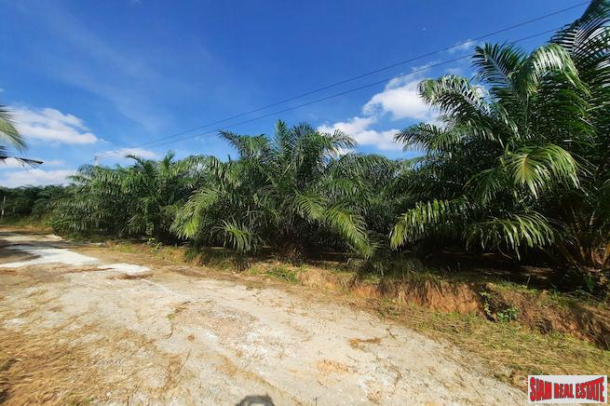 Nice Hillside Land Plot for Sale with Palm Trees in Ao Nang-5