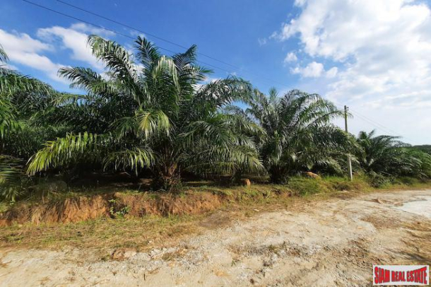 Nice Hillside Land Plot for Sale with Palm Trees in Ao Nang-6