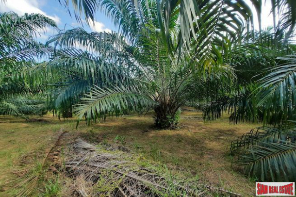 Nice Hillside Land Plot for Sale with Palm Trees in Ao Nang-7