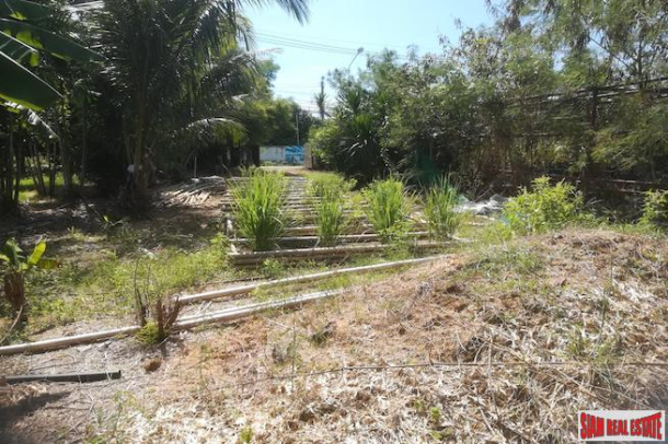 Mai Khao 2.6 Rai Land Plot for Sale with Organic Farm and Buildings Onsite-6