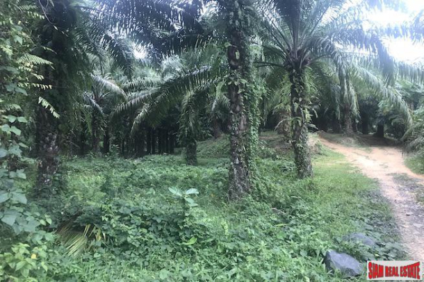 37 Rai of Land with Producing Palm Plantation for Sale in Takua Thung, Phang Nga - Good Investment Property-1