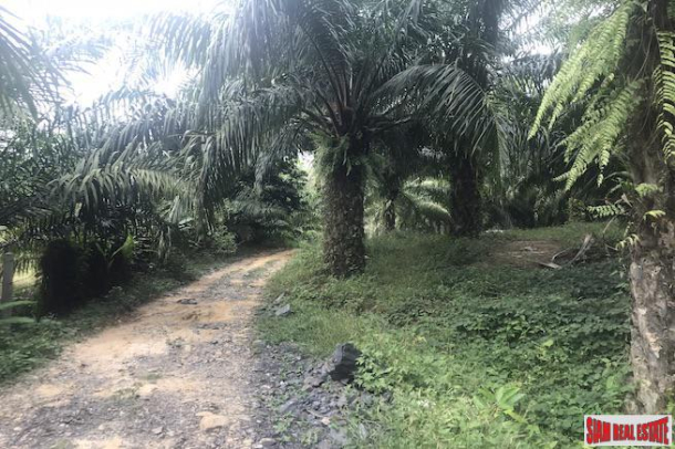 37 Rai of Land with Producing Palm Plantation for Sale in Takua Thung, Phang Nga - Good Investment Property-2