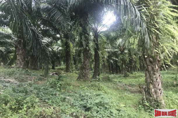 37 Rai of Land with Producing Palm Plantation for Sale in Takua Thung, Phang Nga - Good Investment Property-3