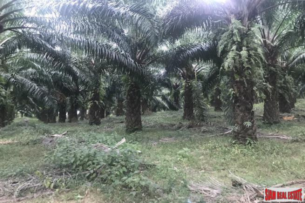 37 Rai of Land with Producing Palm Plantation for Sale in Takua Thung, Phang Nga - Good Investment Property-4