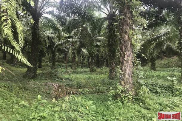 37 Rai of Land with Producing Palm Plantation for Sale in Takua Thung, Phang Nga - Good Investment Property-5