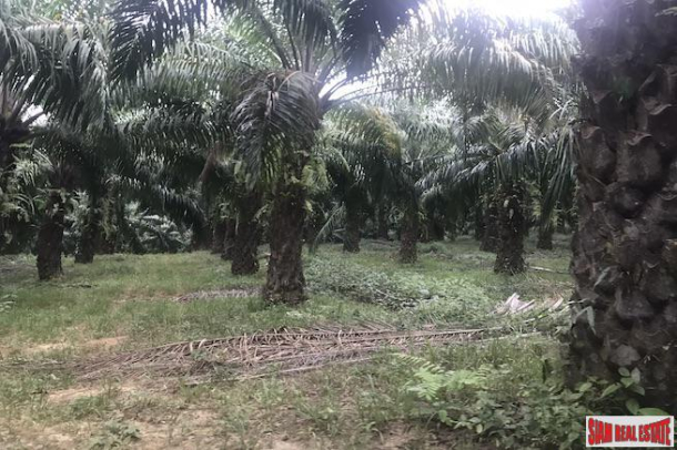 37 Rai of Land with Producing Palm Plantation for Sale in Takua Thung, Phang Nga - Good Investment Property-7