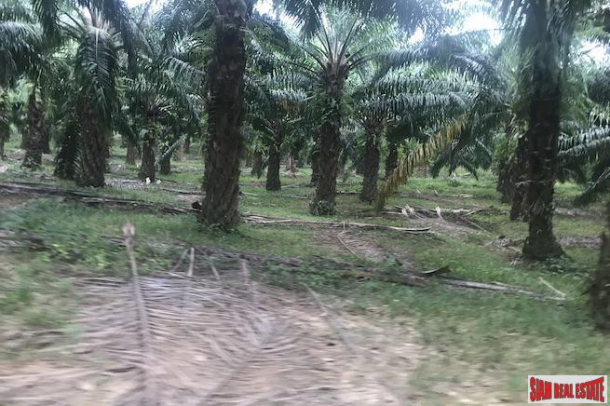 37 Rai of Land with Producing Palm Plantation for Sale in Takua Thung, Phang Nga - Good Investment Property-8