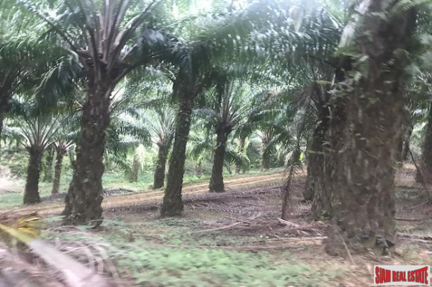 37 Rai of Land with Producing Palm Plantation for Sale in Takua Thung, Phang Nga - Good Investment Property-9