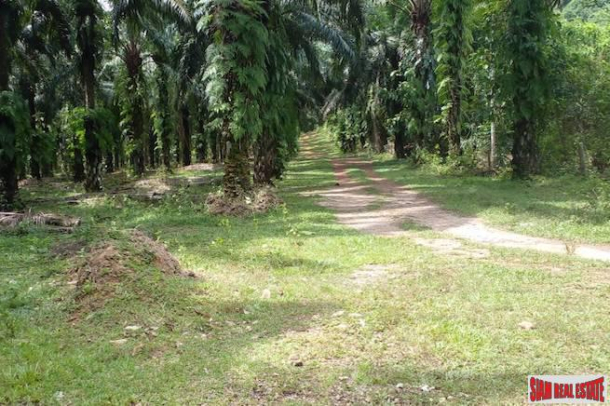 Land Plot Over 43 Rai with Palm Plantation for Sale in Khao Krabi - Great Investment Property-2