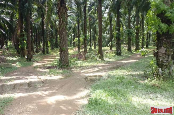 Land Plot Over 43 Rai with Palm Plantation for Sale in Khao Krabi - Great Investment Property-3