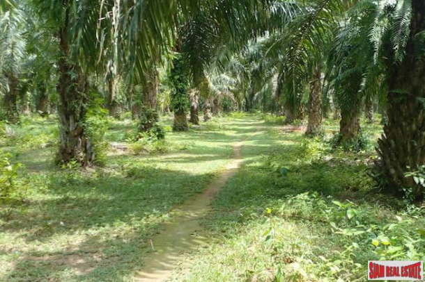 Land Plot Over 43 Rai with Palm Plantation for Sale in Khao Krabi - Great Investment Property-4