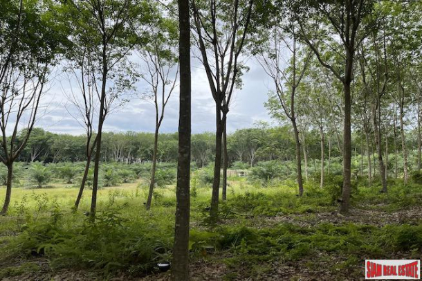 Over 5 Rai Land Plot with Rubber Plantation for Sale in Ao Nang, Krabi-5