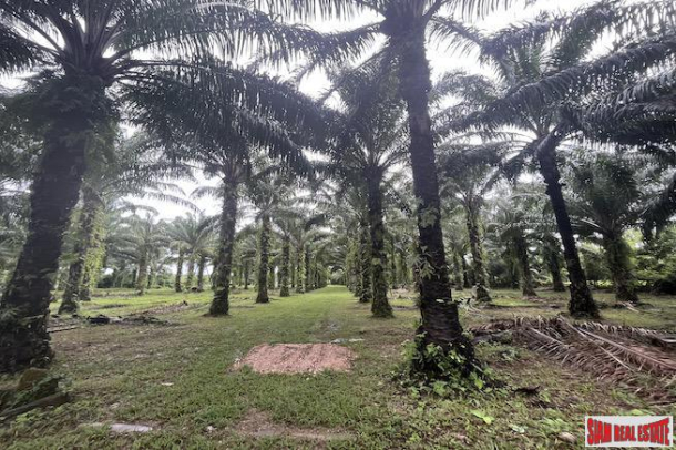 Over 28 Rai Land Plot with Palm Plantation and Canal for Sale in Khok Kloi, Phang Nga-2