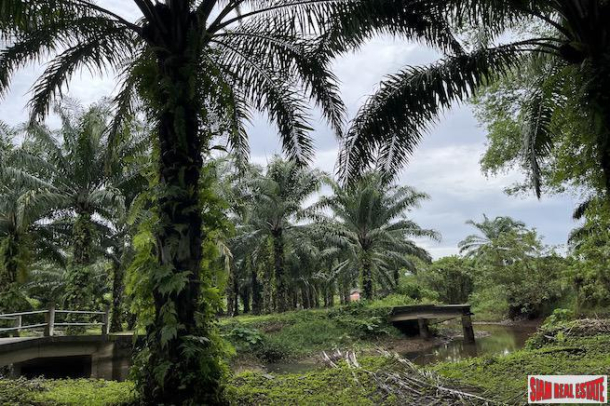 Over 28 Rai Land Plot with Palm Plantation and Canal for Sale in Khok Kloi, Phang Nga-3